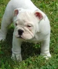 12 weeks old male and female full bread English Bulldog puppies ready to go homes now
