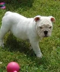 12 weeks old male and female full bread English Bulldog puppies ready to go homes now 12 weeks old male and female full bread English Bulldog puppies ready to go homes now