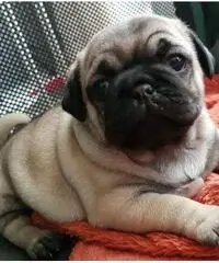 Sono simpatici piccoli compagni per qualcuno che Sono simpatici piccoli compagni per qualcuno che