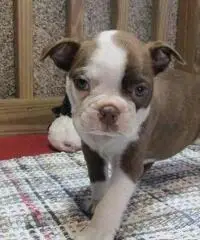 Amabili Boston Terrier cuccioli in cerca di nuove case