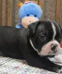 Amabili Boston Terrier cuccioli in cerca di nuove case