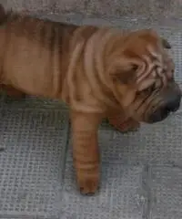 CUCCIOLI SHAR PEI CON PEDIGREE