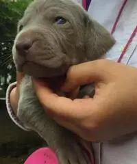 BRACCO DI WEIMAR WEIMARANER CUCCIOLI