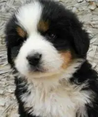 BELLISSIMI CUCCIOLI DI BOVARO DEL BERNESE