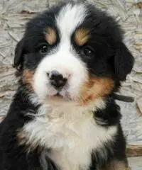 BELLISSIMI CUCCIOLI DI BOVARO DEL BERNESE