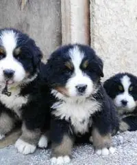 BELLISSIMI CUCCIOLI DI BOVARO DEL BERNESE