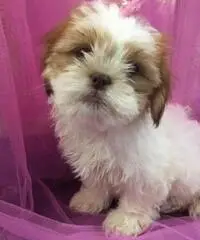 Simpatici cuccioli di Lhasa Apso disponibili