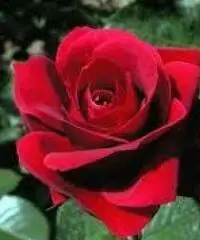 distinto cerca Signora per amicizia sviluppi..