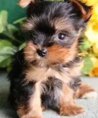 Cucciolo di Yorkie in vendita