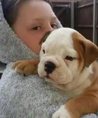 Bulldog inglese per adozione