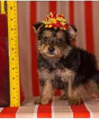 cuccioli di yorkshire ckc cuccioli di yorkshire ckc