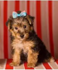 cuccioli di yorkshire ckc cuccioli di yorkshire ckc