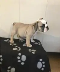 Cuccioli bulldog inglesi registrati in Kc