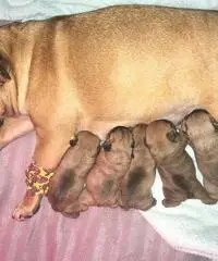 Bulldog inglese Bulldog inglese