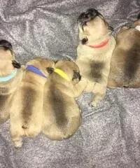 Bulldog inglese