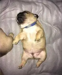 Bulldog inglese Bulldog inglese