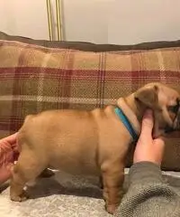 Bulldog inglese Bulldog inglese