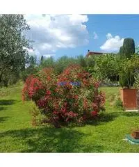 Rustico indipendente a Montecarlo