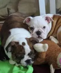 Bulldog inglese in vendita! Un ragazzo e una ragazza disponibili Bulldog inglese in vendita! Un ragazzo e una ragazza disponibili