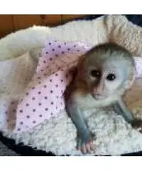 Scimmie cappuccina Disponibile per l'adozione