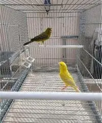 Canarini Foi 2018 Pronti per la cova Canarini Foi 2018 Pronti per la cova