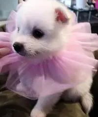 Cuccioli Volpino Italiano Cuccioli Volpino Italiano