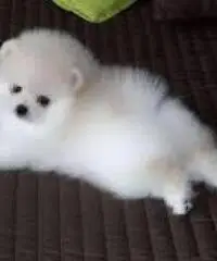 Fantastici cuccioli pomeranian per l'adozione