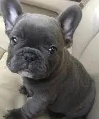 Adorabili cuccioli di Bulldog francese per l'adozione gratuita
