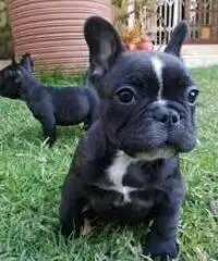 Adorabili cuccioli di Bulldog francese per l'adozione gratuita