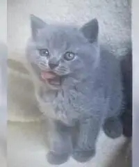 CUCCIOLI BRITISH SHORTHAIR