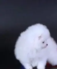 Cuccioli di Pomerania colore bianco
