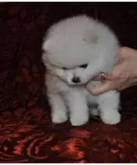 eccellente pomeranian eccellente pomeranian