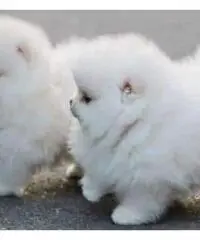 pomeranian sanoc