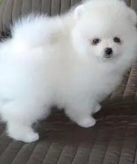 Cuccioli di Pomerania toy