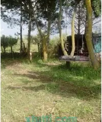 Orto con ulivi e frutti