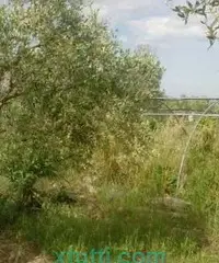 Orto con ulivi e frutti