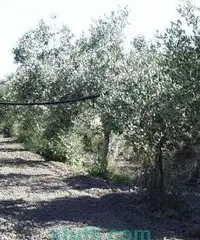 Orto con ulivi e frutti Orto con ulivi e frutti