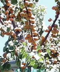 Orto con ulivi e frutti Orto con ulivi e frutti