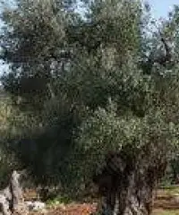 Uliveto vicino a Sava a 9 minuti ARCHIGNANO, PREZZO REGALATO Uliveto vicino a Sava a 9 minuti ARCHIGNANO, PREZZO REGALATO