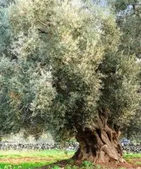 Uliveto vicino a Sava a 9 minuti ARCHIGNANO, PREZZO REGALATO Uliveto vicino a Sava a 9 minuti ARCHIGNANO, PREZZO REGALATO