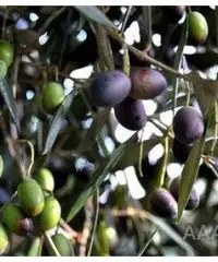 Uliveto vicino a Sava a 9 minuti ARCHIGNANO, PREZZO REGALATO Uliveto vicino a Sava a 9 minuti ARCHIGNANO, PREZZO REGALATO