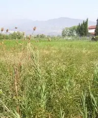 Terreno edificabile 5000mq