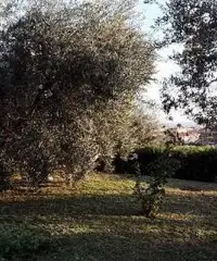 Sezze Romano Rustico Sezze Romano Rustico