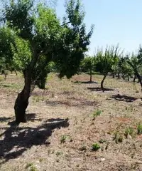 Terreno con Casale Terreno con Casale