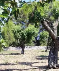 Terreno con Casale