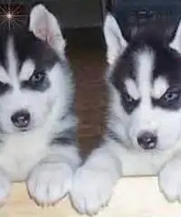 ....Cuccioli di husky siberiano disponibili...... ....Cuccioli di husky siberiano disponibili......