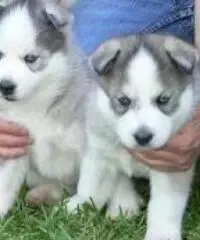 .....Cuccioli di siberian husky addestrati a casa disponibili,,... .....Cuccioli di siberian husky addestrati a casa disponibili,,...