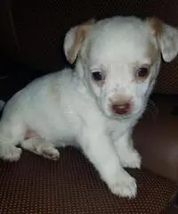 Chihuahua pincher