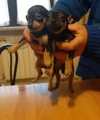 Pincher maschio e femmina