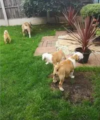 cuccioli di toro francesi giocosi